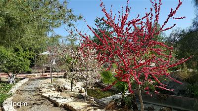 Hoa đào đỏ thắm sau vườn